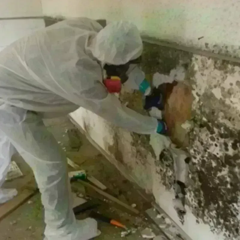 Mold Remediation and Removal in Winneshiek County, IA